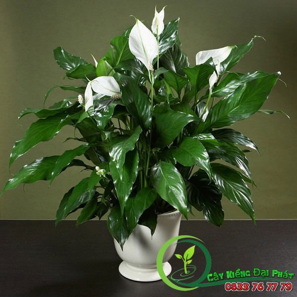 Chậu Cây Lan Ý Thái Siêu Đẹp Để Bàn 3
