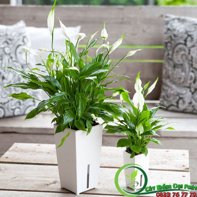 Chậu Cây Lan Ý Thái Siêu Đẹp Để Bàn 2