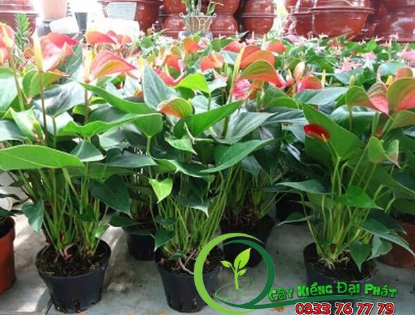 Chậu Cây Hồng Môn Để Bàn 3