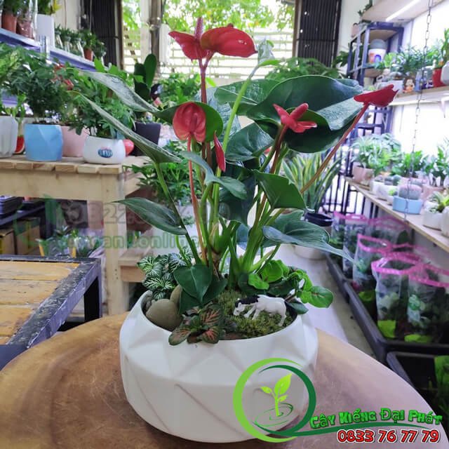 Chậu Cây Hồng Môn Để Bàn