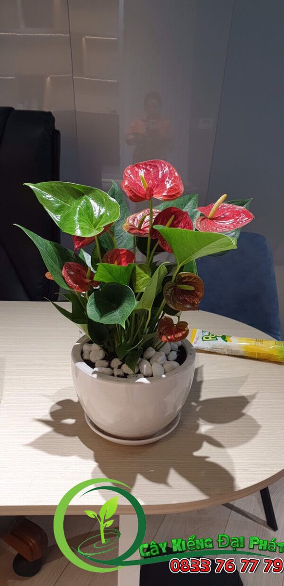 Chậu Cây Hồng Môn Để Bàn 2