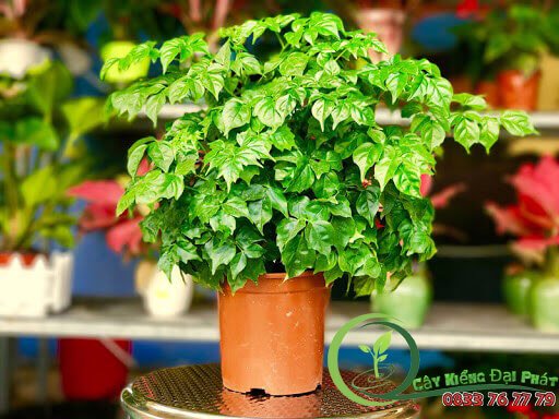 Chậu Cây Hạnh Phúc Để Bàn 2