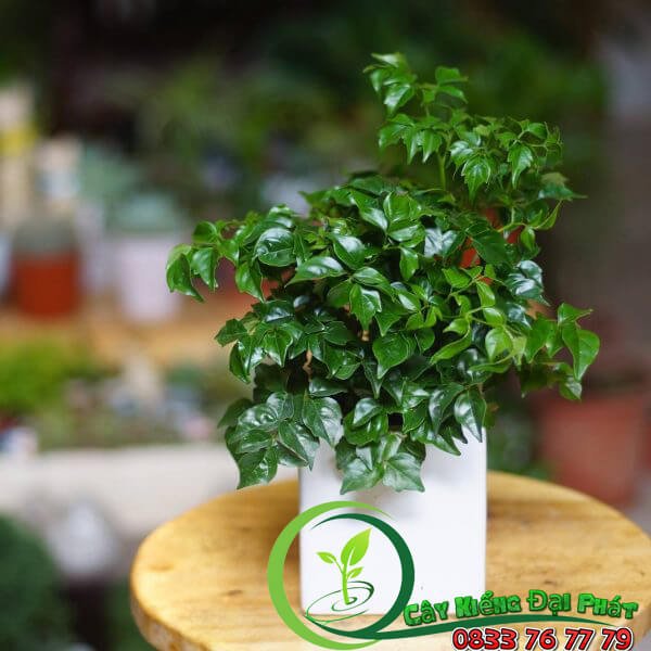 Chậu Cây Hạnh Phúc Để Bàn