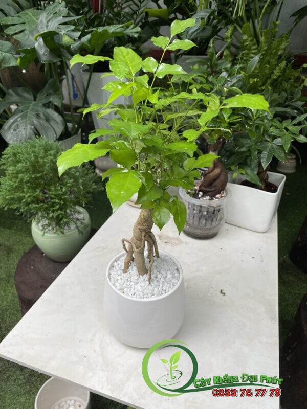 Chậu Cây Hạnh Phúc Để Bàn 3