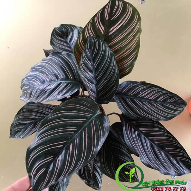 Chậu Cây Đuôi Công Tím Để Bàn Đẹp Giá Rẻ 2