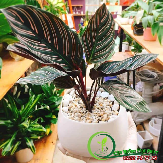 Chậu Cây Đuôi Công Tím Để Bàn Đẹp Giá Rẻ