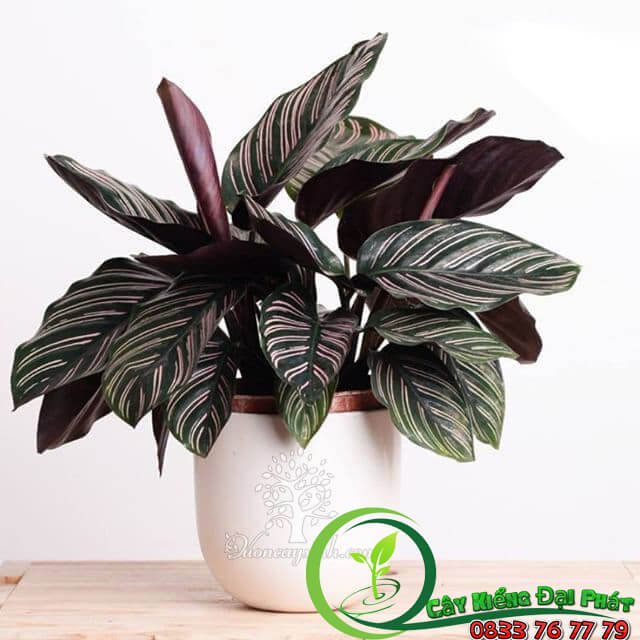 Chậu Cây Đuôi Công Tím Để Bàn Đẹp Giá Rẻ 3