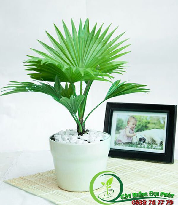 Cây Cọ Ta Để Bàn 2