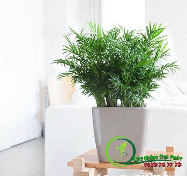 Cây Cau Tiểu Trâm Để Bàn Phong Thuỷ