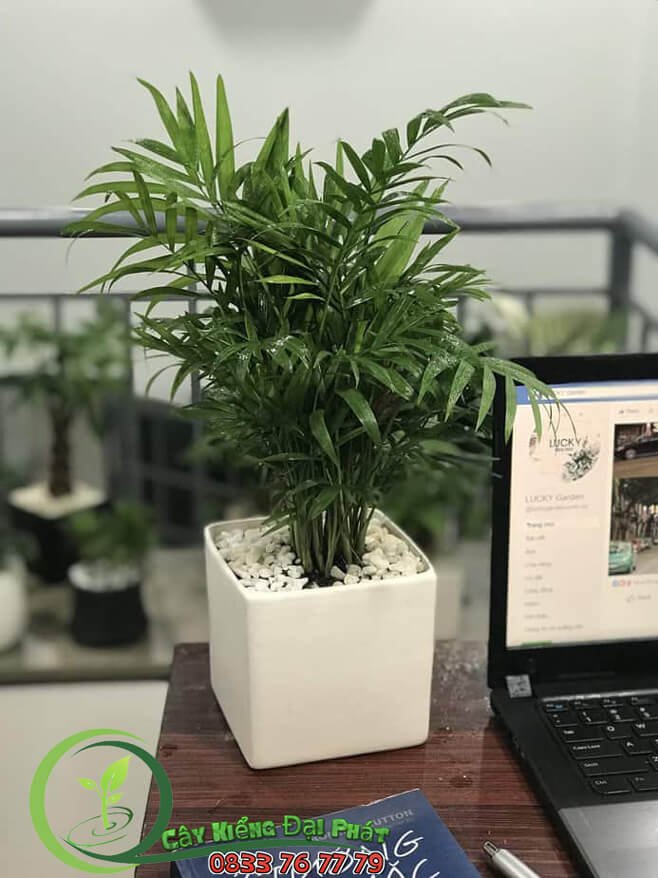 Cây Cau Tiểu Trâm Để Bàn Phong Thuỷ 2