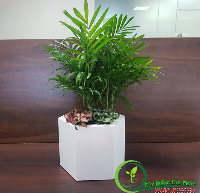 Cây Cau Tiểu Trâm Để Bàn Phong Thuỷ 3