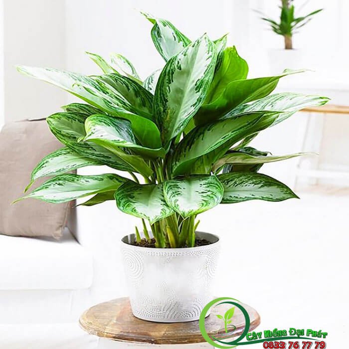 Chậu Bạch Mã Hoàng Tử Để Bàn Siêu Xinh 2