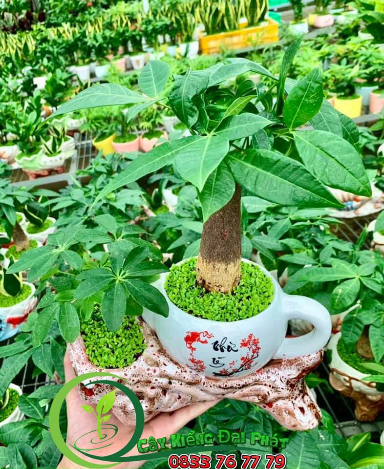 Kim Ngân Tiểu Cảnh Để Bàn Siêu Xinh