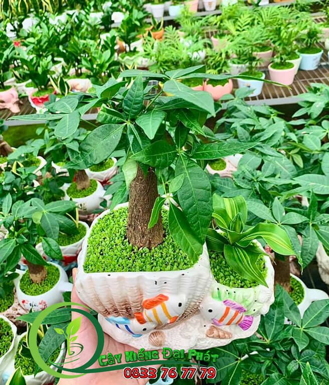 Kim Ngân Tiểu Cảnh Để Bàn Siêu Xinh 3