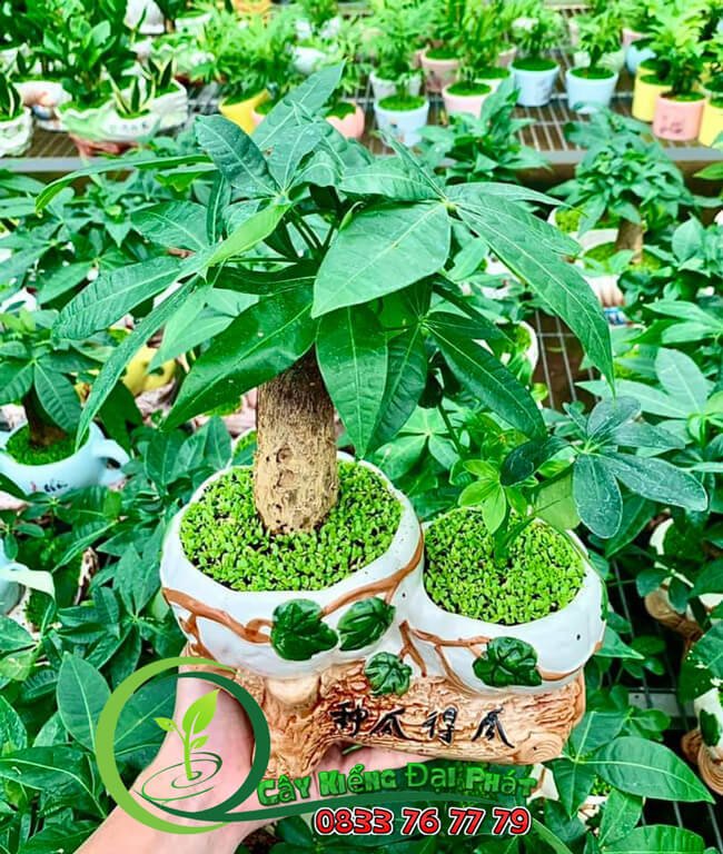 Kim Ngân Tiểu Cảnh Để Bàn Siêu Xinh 2