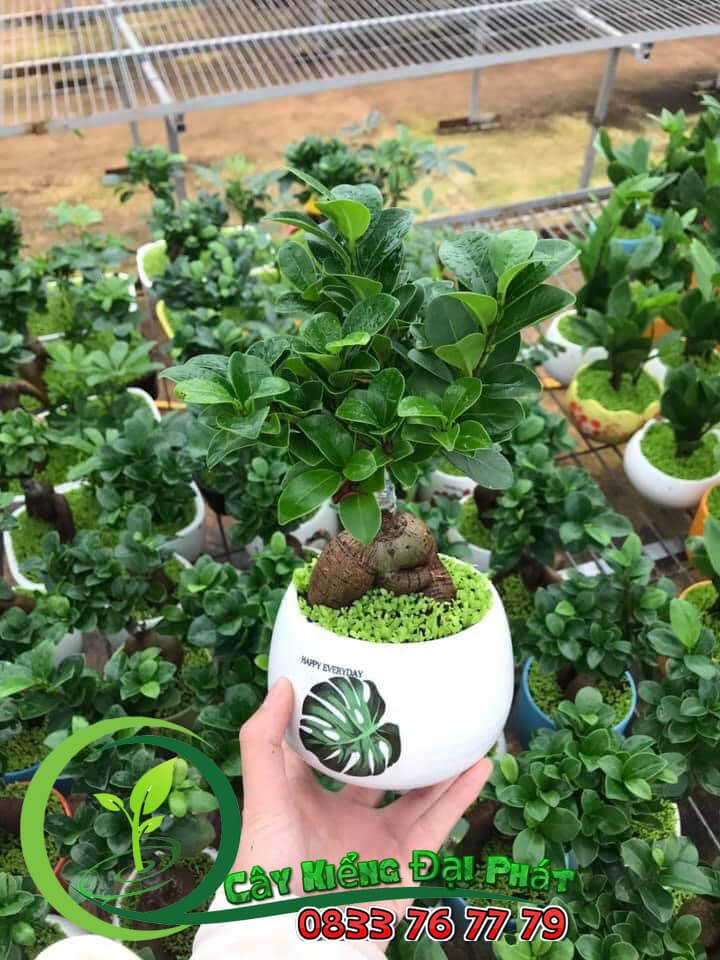 Chậu Cây Si Nhật Để Bàn 2