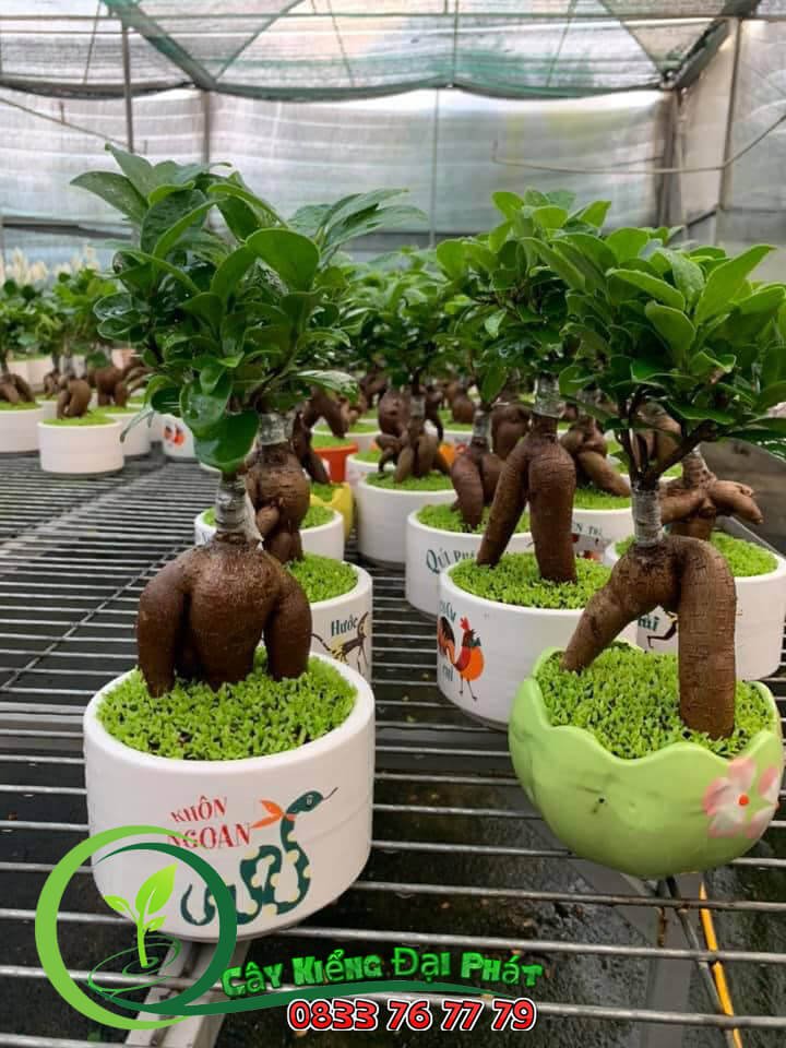 Chậu Cây Si Nhật Để Bàn 3