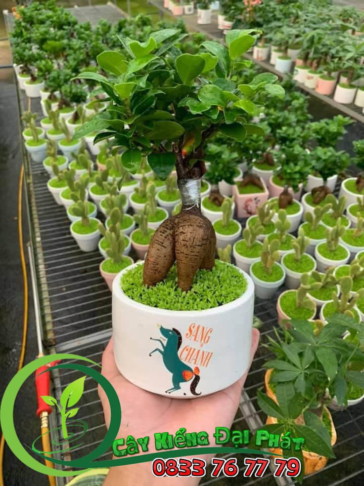 Chậu Cây Si Nhật Để Bàn
