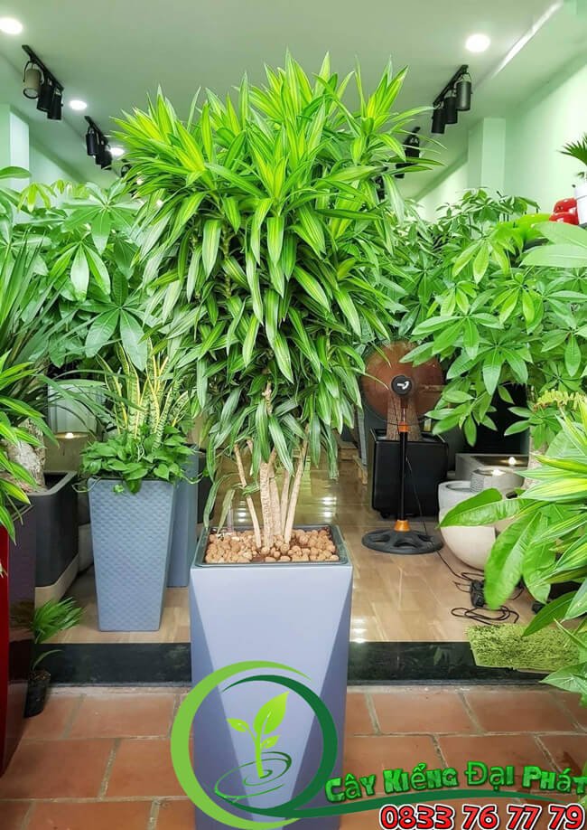 Chậu Trúc Bách Hợp Sang Trọng Giá Rẻ 3