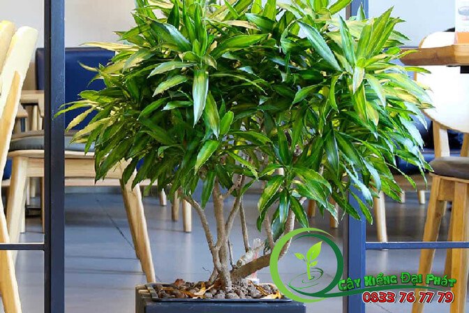 Chậu Trúc Bách Hợp Sang Trọng Giá Rẻ