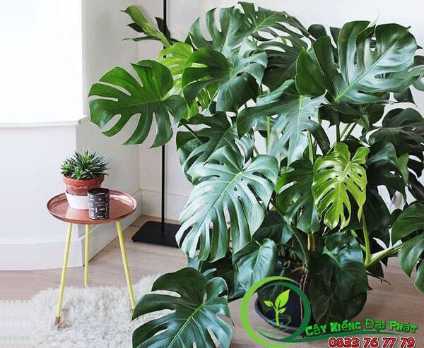 Trầu Bà Thanh Xuân – Giải Pháp Lọc Không Khí Hiệu Quả 3