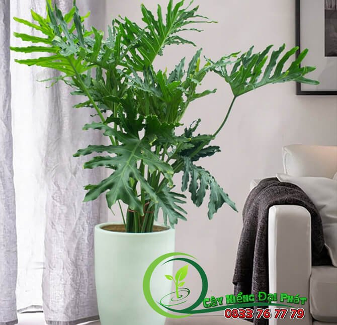 Trầu Bà Thanh Xuân – Giải Pháp Lọc Không Khí Hiệu Quả