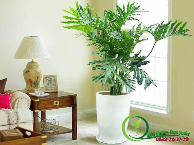 Trầu Bà Thanh Xuân – Giải Pháp Lọc Không Khí Hiệu Quả 2