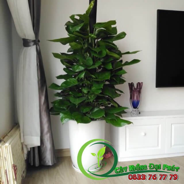 Cây Trầu Bà Leo Cột: Trang Trí Độc Đáo Cho Văn Phòng 2