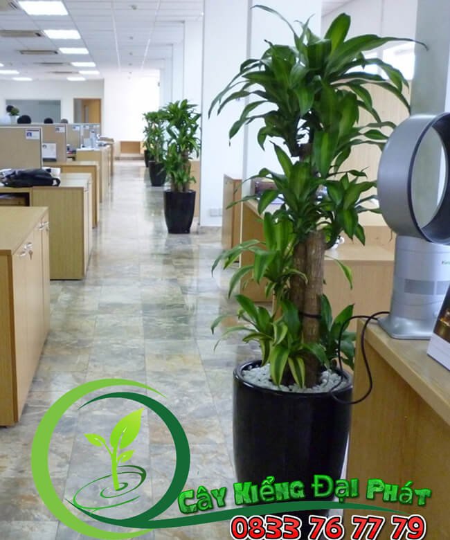 Chậu Thiết Mộc Lan | Phát Tài Khúc 3