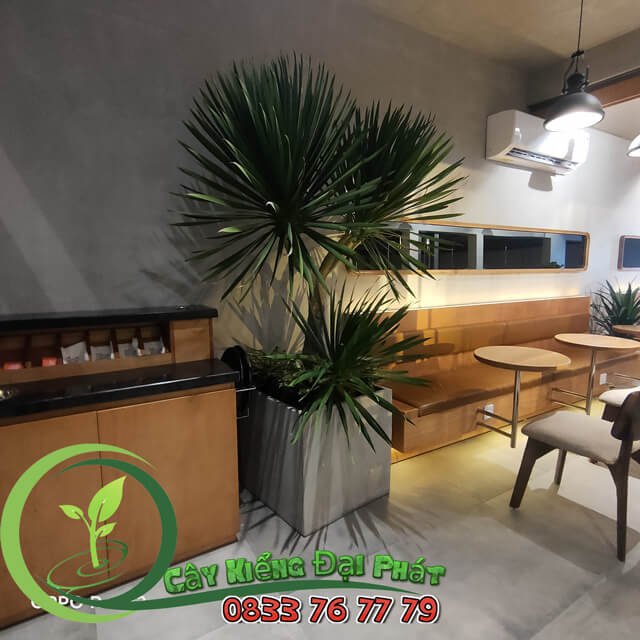 Chậu Cây Phát Tài Núi Lửa Siêu Sang 3