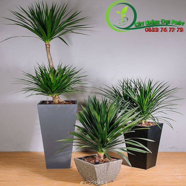 Chậu Cây Phát Tài Núi Lửa Siêu Sang 2