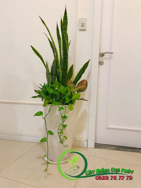 Cây Lưỡi Hổ Vàng: Cải thiện phong thủy, mang lại bình an 3