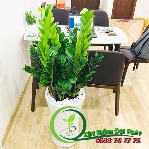 Cây Kim Tiền: Bí Quyết Phong Thủy Cho Tài Lộc Dồi Dào