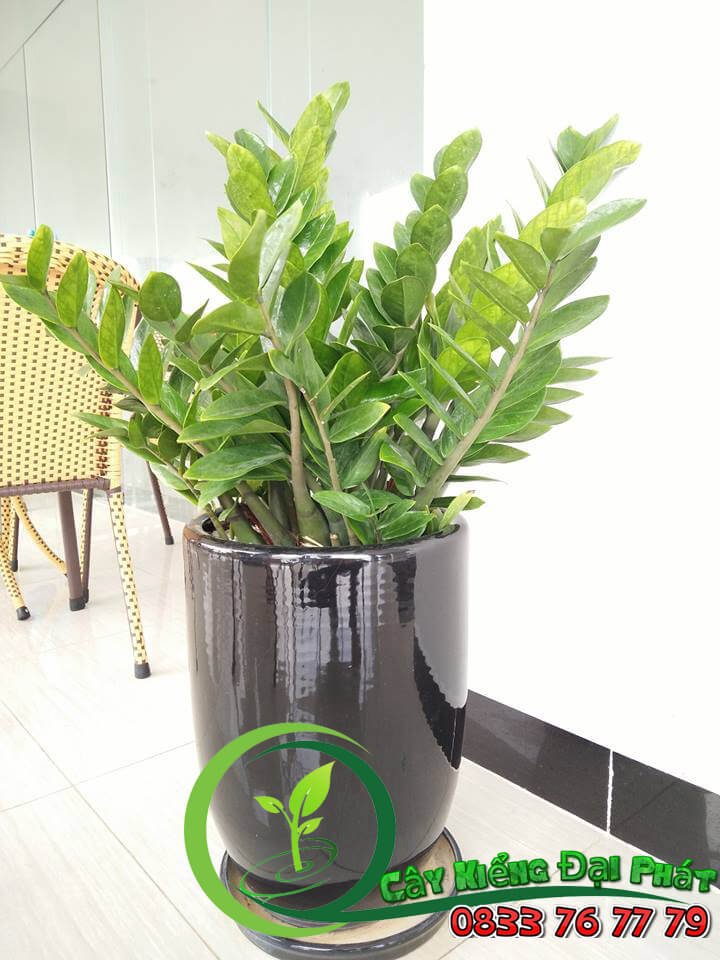 Cây Kim Tiền: Bí Quyết Phong Thủy Cho Tài Lộc Dồi Dào 2