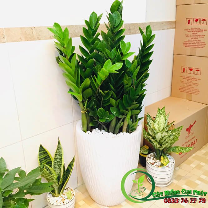 Cây Kim Tiền: Bí Quyết Phong Thủy Cho Tài Lộc Dồi Dào 3