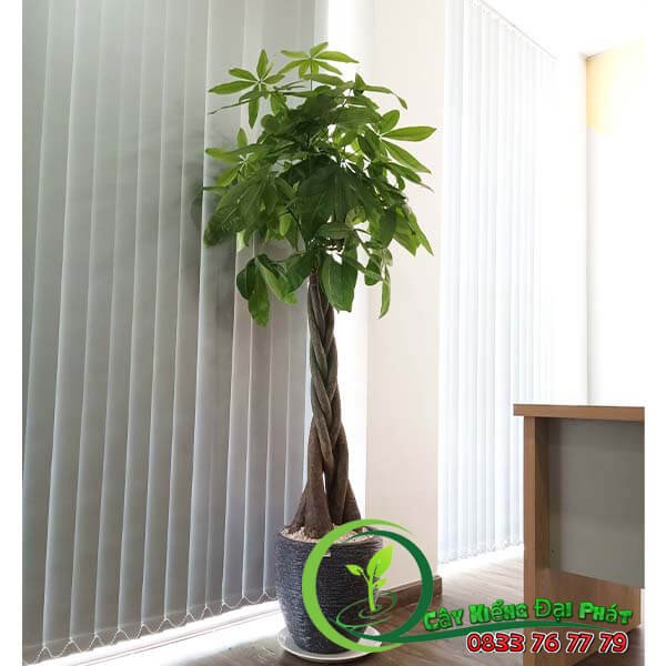 Chậu Cây Kim Ngân Đẹp Sang Trọng 2