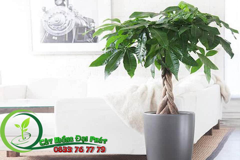 Chậu Cây Kim Ngân Đẹp Sang Trọng 3