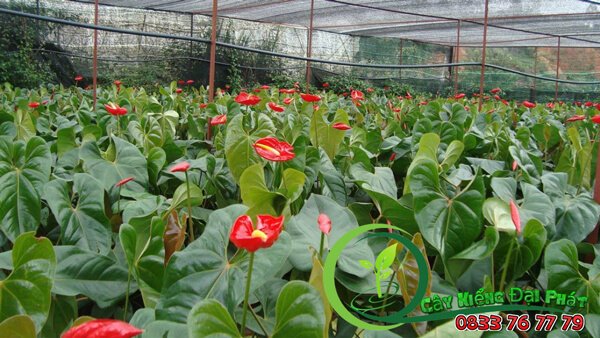 Cây Hồng Môn: Quà tặng ý nghĩa của sự thịnh vượng và hạnh phúc 3