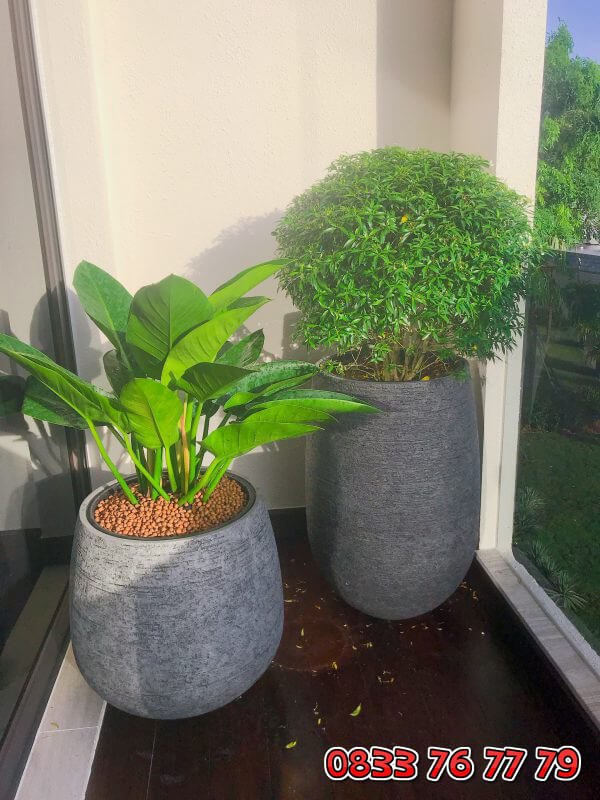 Mua cây Đế vương xanh ở đâu? Giá tốt, giao hàng nhanh 3
