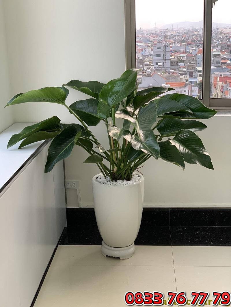 Mua cây Đế vương xanh ở đâu? Giá tốt, giao hàng nhanh