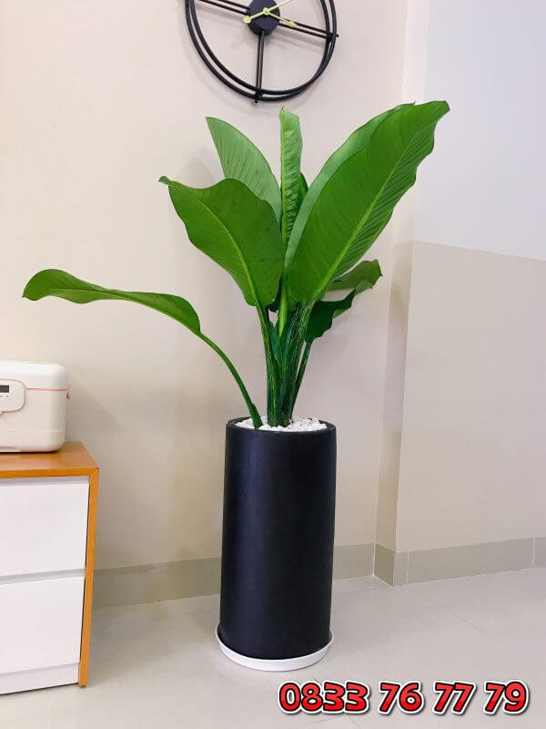 Cây Đại Phú Gia Đẹp Giá Rẻ 2