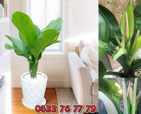 Cây Đại Phú Gia Đẹp Giá Rẻ 3