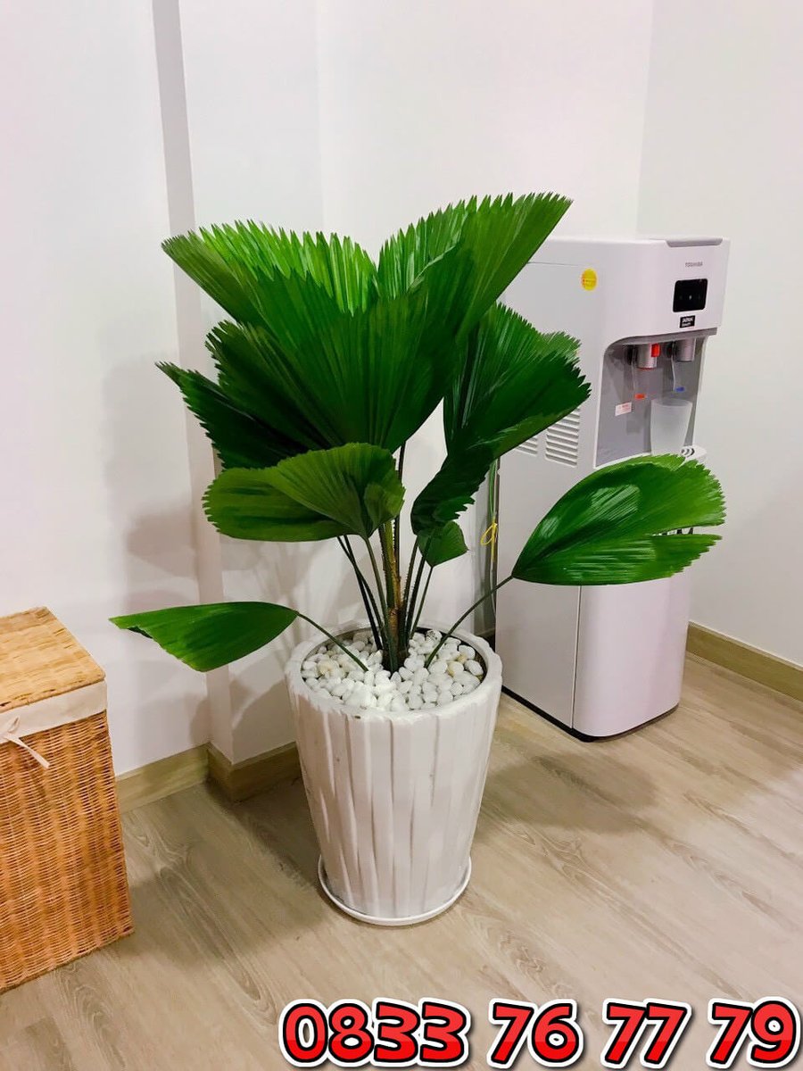 Cây Cọ Nhật: Biểu Tượng Của Sự Trường Tồn Và Phát Triển