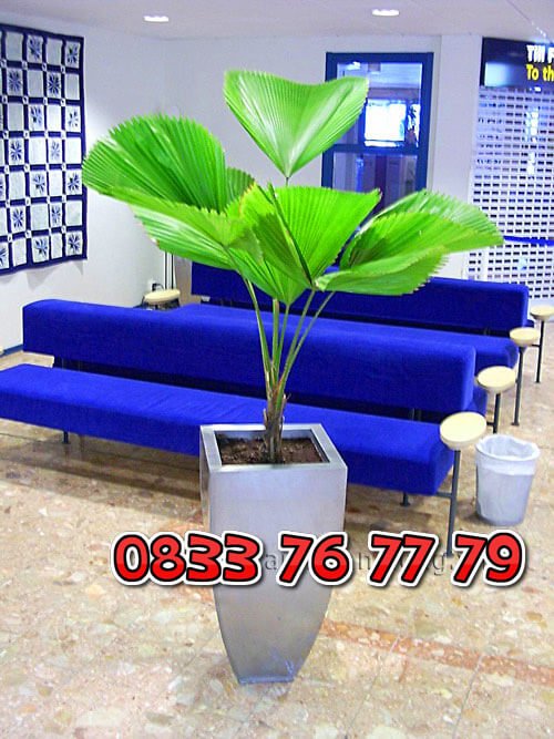 Cây Cọ Nhật: Biểu Tượng Của Sự Trường Tồn Và Phát Triển 2