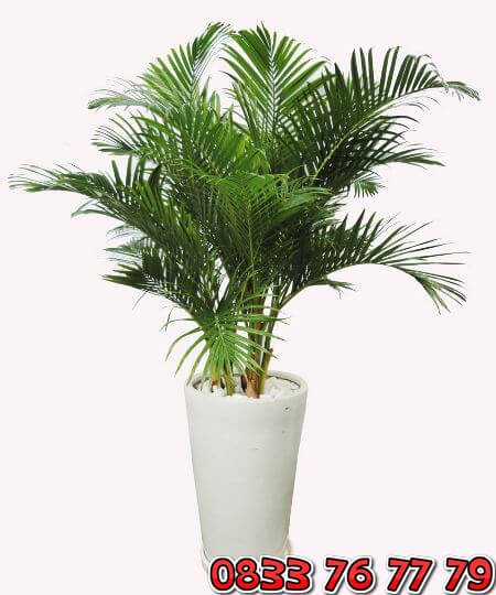 Cây Cau Vàng – Loại Cây Cảnh Tuyệt Vời Cho Không Gian Sống 3