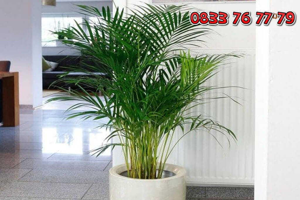 Cây Cau Hawai: Sự Lựa Chọn Hoàn Hảo Cho Không Gian Xanh