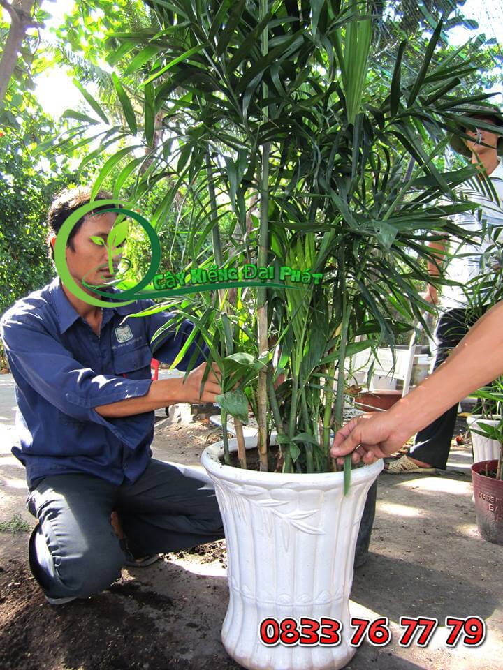 Cây Cau Hawai: Sự Lựa Chọn Hoàn Hảo Cho Không Gian Xanh 2