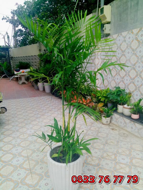 Cây Cau Hawai: Sự Lựa Chọn Hoàn Hảo Cho Không Gian Xanh 3