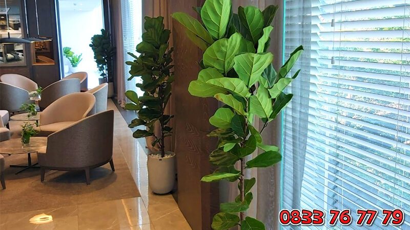 Cây Bàng Singapore Mang Cả Thiên Nhiên Vào Không Gian Sống 2