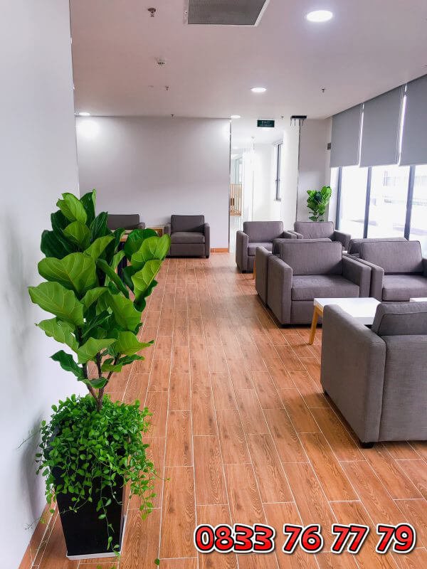 Cây Bàng Singapore Mang Cả Thiên Nhiên Vào Không Gian Sống